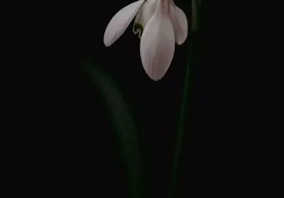 Enchanting Snowdrop: A Delicate Bloom Against Darkness