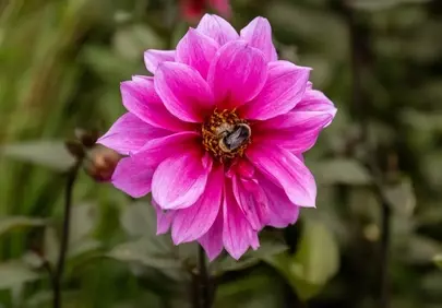 Vibrant Pink Dahlia with Busy Bee in Spring Garden