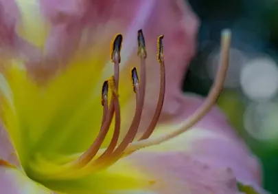 Macro Marvel: Intricate Beauty of a Pink and Yellow Flower