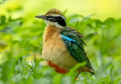 Vibrant Indian Pitta: A Colorful Jungle Gem