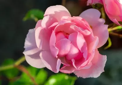 Vibrant Pink Rose: A Summer Romance in Bloom