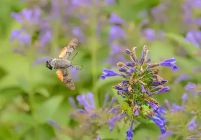 Enchanting Hummingbird Moth in Flight Amongst Purple Verbena