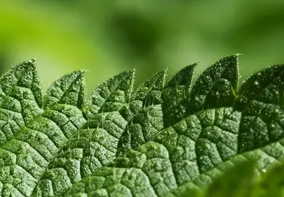 Vibrant Nettle Leaf: Macro Detail of Nature's Texture