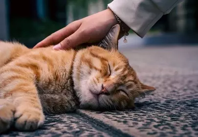 Serene Ginger Cat Napping: Ultimate Comfort Petting Moment