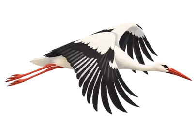 Graceful White Stork in Flight: An Emblem of Freedom