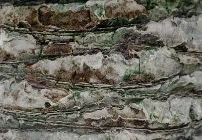 Rustic Bark Textures: Aged Wood Grains and Natural Patterns
