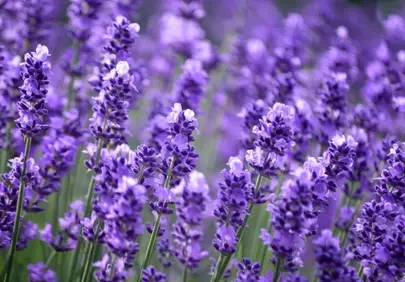 Vibrant Lavender Field: Aromatic Purple Bloom Wallpaper