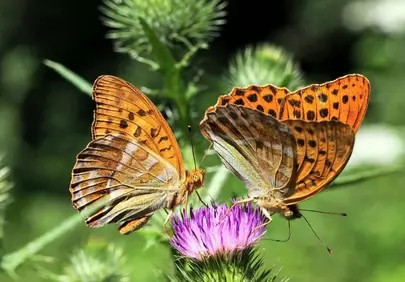 Vibrant Thistle Embrace: Butterflies Dance in Summer's Glory