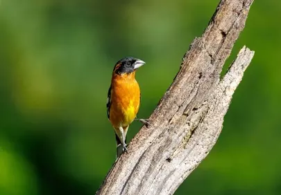Vibrant Black-Headed Grosbeak: A Flash of Orange in Nature