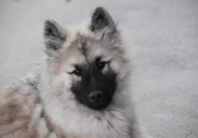 Adorable Eurasier Puppy: A Charming Sand-Colored Canine Portrait