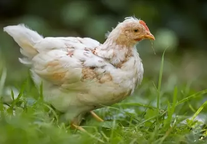 Charming Young Chick Foraging in Lush Summer Grass