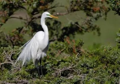 Elegant Egret Perched: A Serene Wildlife Portrait