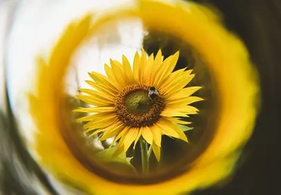 Vibrant Macro: Bee Pollinating Golden Sunflower in Circular Focus