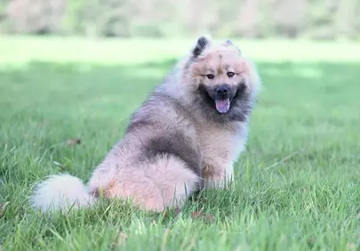 Majestic Eurasier Olaf: A Happy Canine in Nature