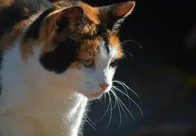Enchanting Calico Cat: Gaze of Serenity