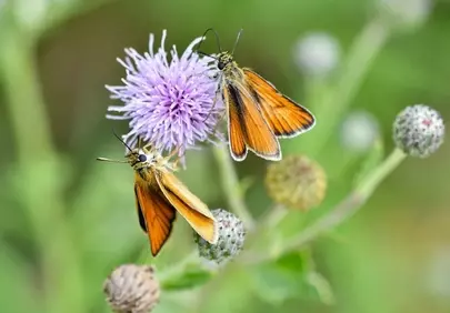 Vibrant Skippers: Nature's Orange Jewels on Purple Thistle