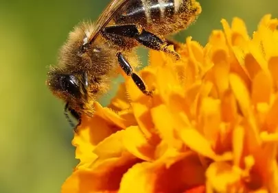 Vibrant Macro: Busy Bee on Golden Bloom