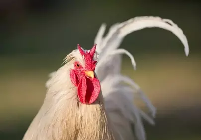 Vibrant Farm King: Stunning Close-up of a White Rooster's Fiery Crown