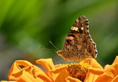 Vibrant Zinnia Blossom: Butterfly's Summer Embrace