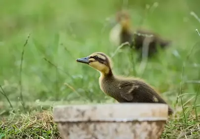 Charming Duckling in Lush Grass: A Glimpse of Rural Life