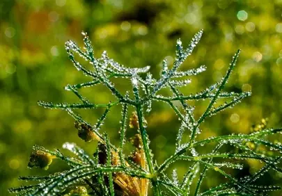 Sparkling Dawn: Dew-Kissed Fern in Emerald Light