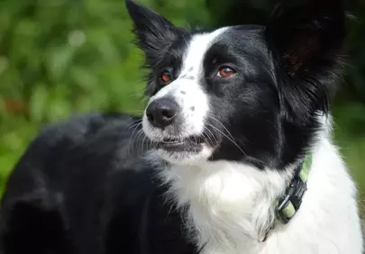Alert Border Collie: Captivating Outdoor Pet Portrait