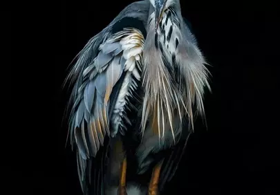 Dramatic Heron: A Stunning Wildlife Portrait on Black