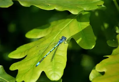 Vibrant Blue Damselfly Perched on Lush Green Leaf