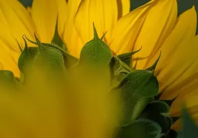 Stunning Sunflower Macro: Nature's Vibrant Yellow Bloom