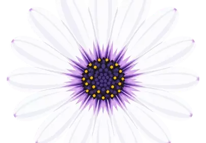 Vibrant African Daisy: White Petals with Lilac Center