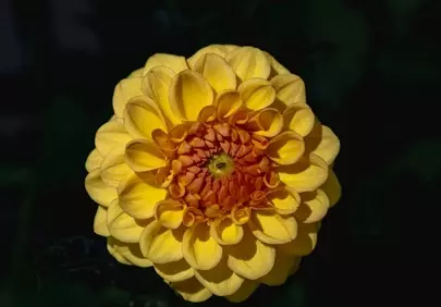 Vibrant Yellow Dahlia: A Macro Symphony of Petals