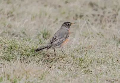Vibrant American Robin Foraging in Early Spring Grass