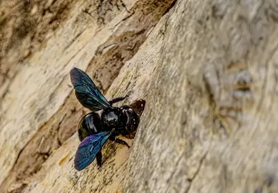 Stunning Macro: Black Carpenter Bee on Wood