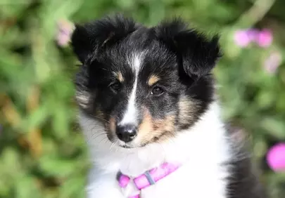 Adorable Tricolor Shetland Sheepdog Puppy Portrait Outdoors
