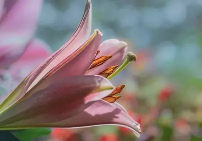 Stunning Pink Lily Macro: Spring's Delicate Embrace