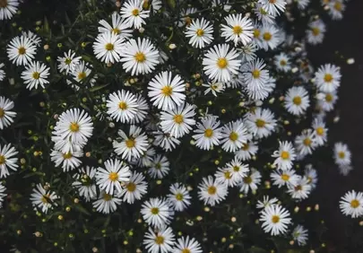 Stunning White Aster Field: Autumn's Delicate Floral Beauty