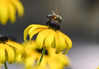 Vibrant Rudbeckia Pollination: A Honeybee's Golden Feast