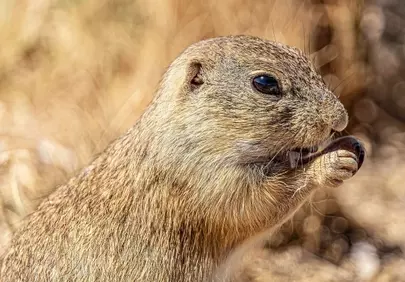 Enchanting Close-Up: Ground Squirrel's Delightful Snack Time