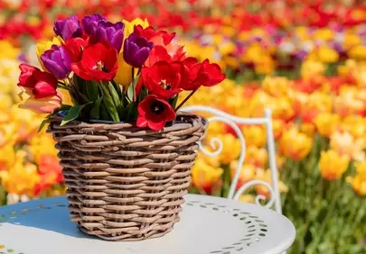 Vibrant Spring Tulip Basket Amidst a Blooming Field