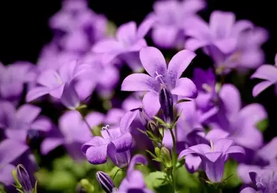 Vibrant Purple Bellflowers Blooming in Summer Garden