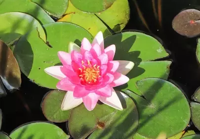 Vibrant Pink Water Lily: A Serene Pond's Jewel