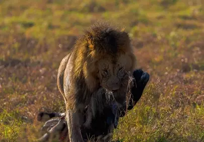 Majestic Lion Hunts: King of the Savanna's Raw Power