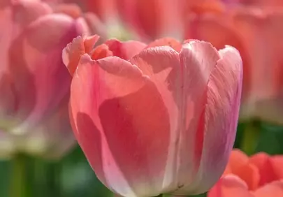 Vibrant Pink Tulips: Spring's Blooming Garden Elegance