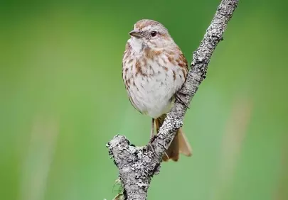 Charming Song Sparrow Perched on Branch, Nature's Serenade