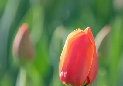 Vibrant Red Tulip Unfurls in Golden Sunlight
