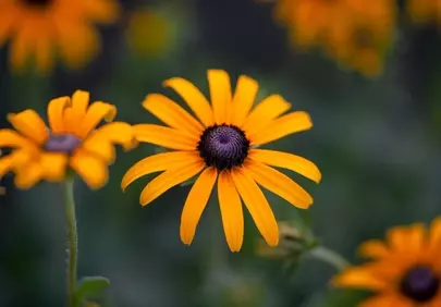Vibrant Black-Eyed Susan: A Summer Garden's Golden Gaze
