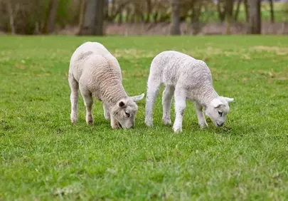 Charming Spring Lambs Graze in Lush Green Pasture