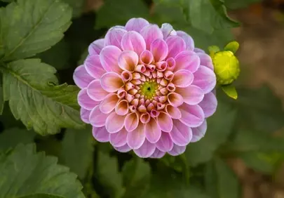 Stunning Pink Dahlia: A Macro Nature's Delight Wallpaper
