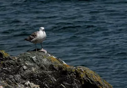 Majestic Seabird: Solitary Gull Surveys Azure Waters