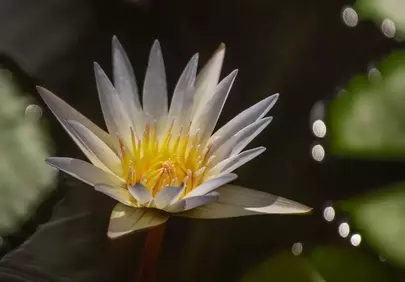 Stunning Water Lily: A Vision of Serenity
